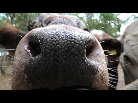 Nosey Cows