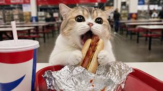 猫のかわいい動画 🐱💕 | 癒しと笑顔があふれる猫の日常