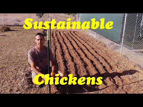 , title : 'Grow Your Own Chicken Feed |Sustainable Chickens'