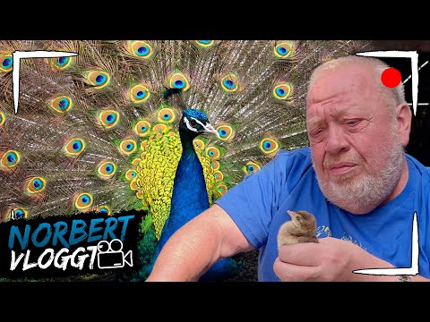 JETZT KLAPPT'S! | NORBERT VLOGGT | Zoo Zajac