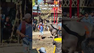 Download lagu Ma' Tinggoro Tedong Big Jumbo Size mp3