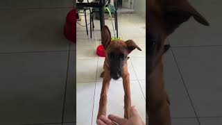 Download lagu Astro growing Fast! #shorts mp3 Download lagu Astro growing Fast! #shorts mp3