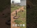 Snake Vs Cat