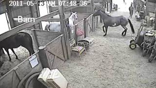 Woman getting kicked by horse