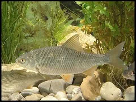 LFV, Fish and Fisheries, Part 3, Cyprinids, Episode 2, Pike and Pike Fishing (VTS_01_1)