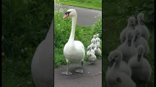Little Baby Swans Walking With Their Mummy