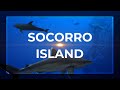 SOCORRO diving - Isla REVILLAGIGEDO | Tiger shark, Dolphins, Manta Ray, Sharks | Best of Dec19