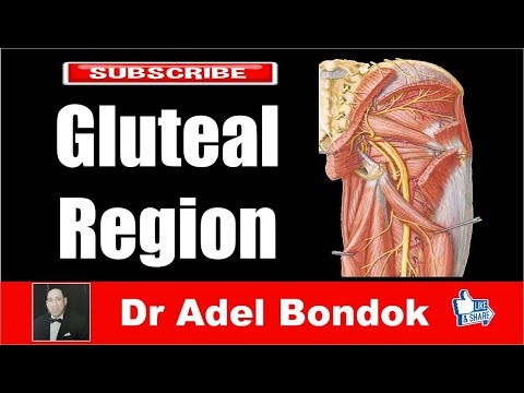 Anatomy of the Gluteal Region, Dr Adel Bondok