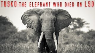 TUSKO : The Elephant who DIED on LSD