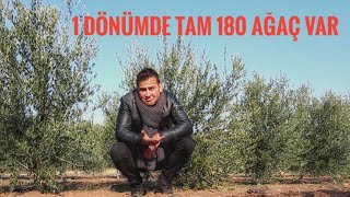 Arbequina yetiştiriciliği kârlı mı  Arbequina bahçesi geziyoruz