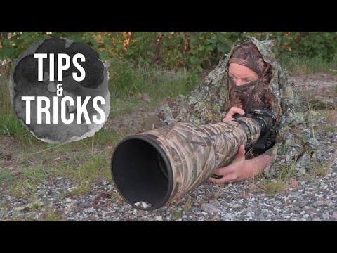 THIS will make it more successfully // BIRD PHOTOGRAPHY - shorebirds