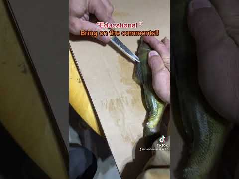 How to clean a Yellow Perch