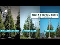 Thuja Giant Arborvitae Tree Height - Fast Growing Size Comparison