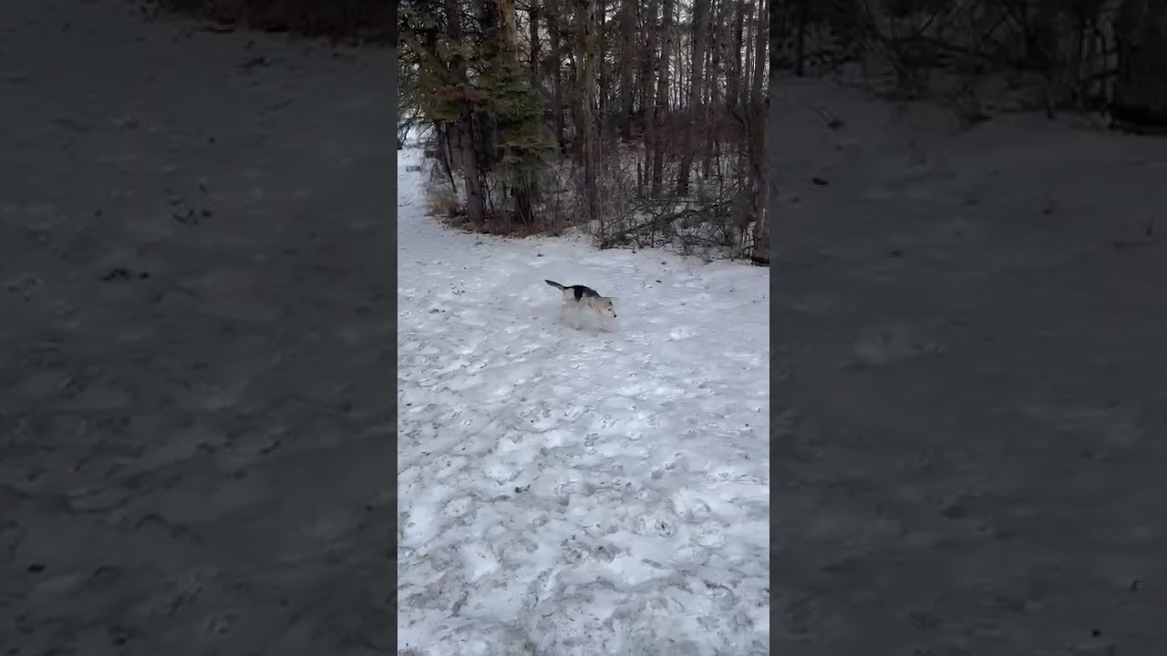 Enlarge Dutton, a ADOPTABLE mixed breed in Edmonton, AB video 6/6