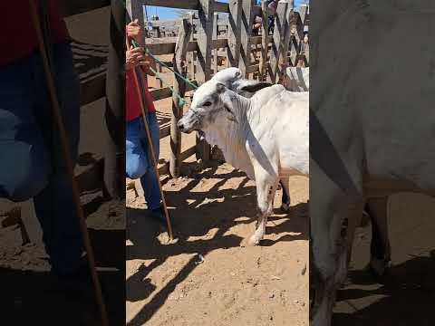 Feira de animais emTabira PE