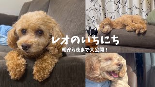 【犬のいる癒しの暮らし】おじさんトイプードル　レオの1日の過ごし方