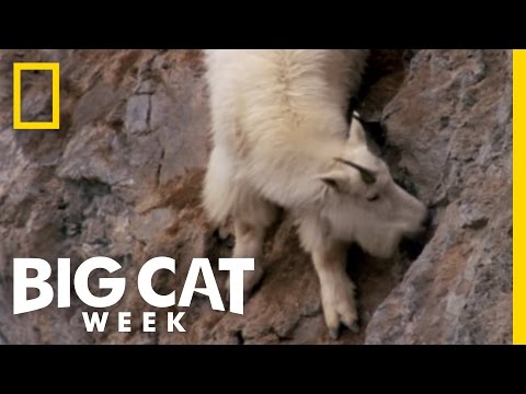 Death Dodging Goat | Big Cat Week