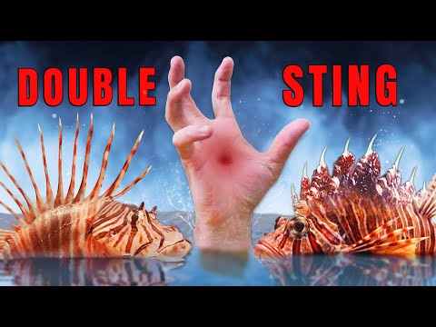 Stung Twice! Scorpion fish vs Lion fish!