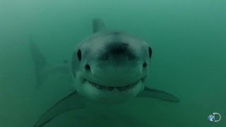 Great White Pupping Ground Discovered