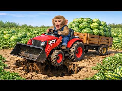 Monkey Farmer Uses JCB to Repair Muddy Road & Save Watermelons! - Monkey Farm Work | Buddy Farm