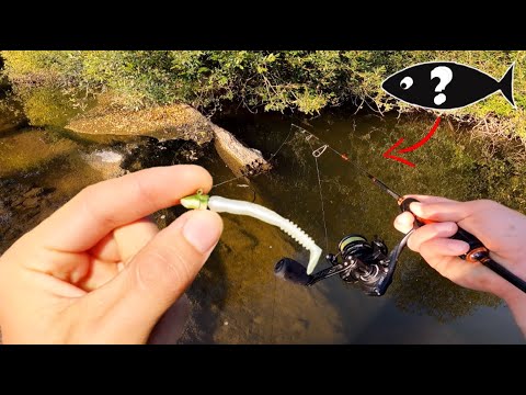 Je ne m'attendais pas a pêcher un tel poisson la dedans, c'est très gros et improbable !!!