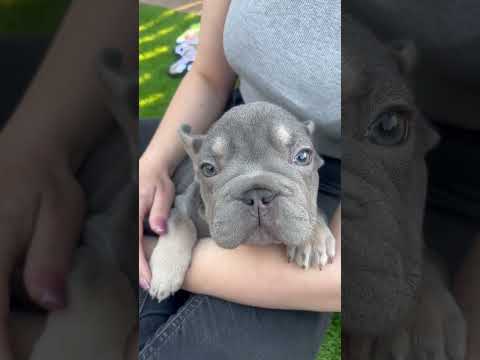 Video 1