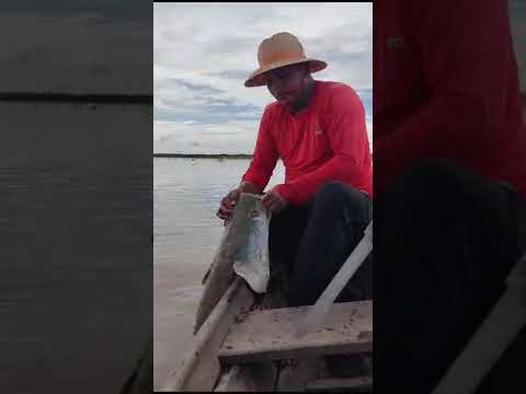 pesca no Rio Amazonas com frente o uarini am 2023