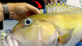 These FISH are STRANGE!