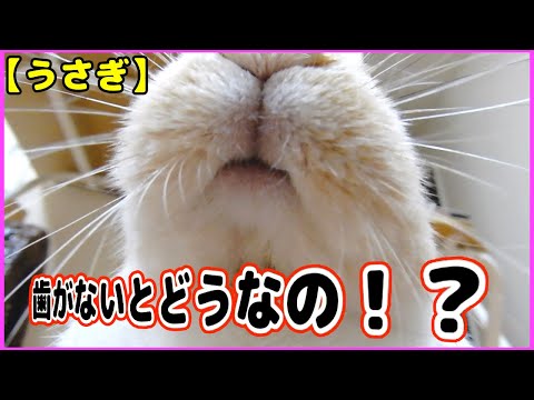 ウサギの歯の異常な成長