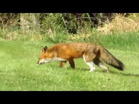 Fox decides not to eat rabbit