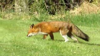 Fox decides not to eat rabbit