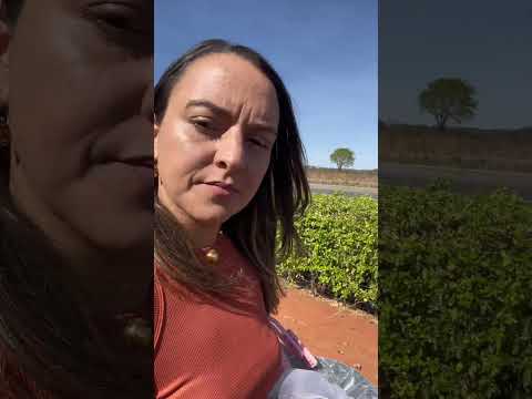 Pagamos só R$20 para comer uvas à vontade! 🍇 Vale a pena?