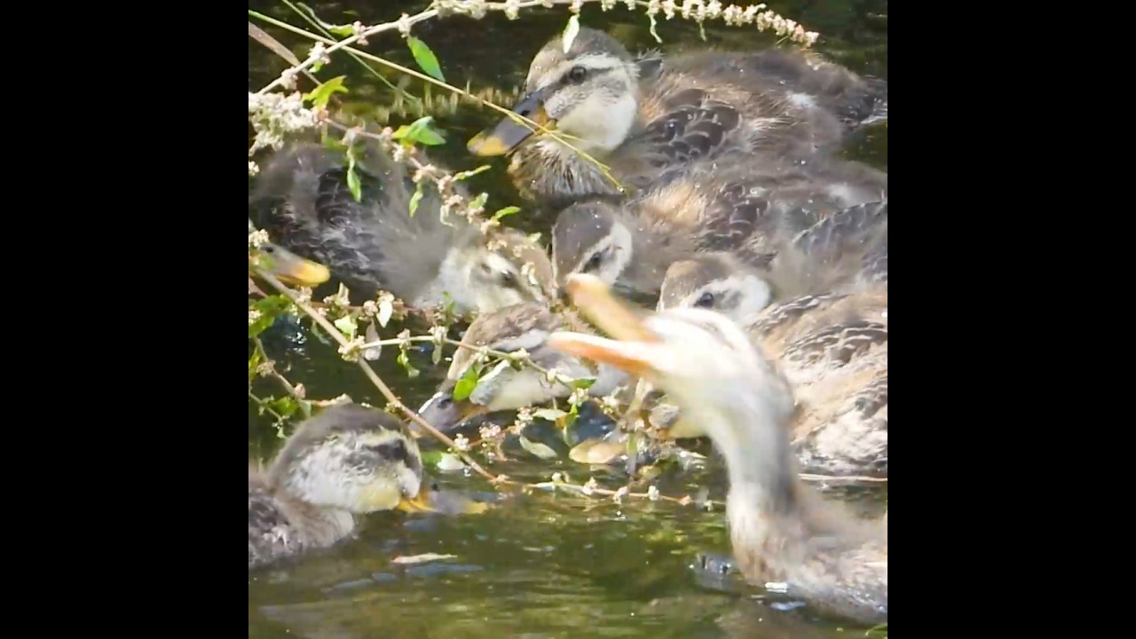 食欲 vs 母…ママ無視で爆食いする子カモたち