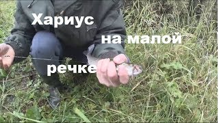 Хариус ловля на малых лесных речках