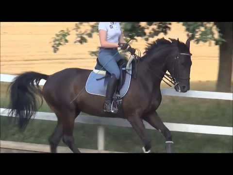 Ein schwarzer Traum - Serious Black - 167 cm roß , 10 Jahre Trainingseinheit v.30.07.2018