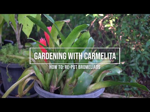 How To Repot Bromeliads with Carmelita