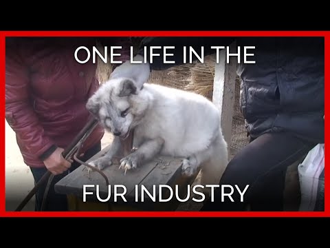 One Life in the Fur Industry