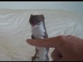 Playtime with Ozzy the Weasel. - YouTube