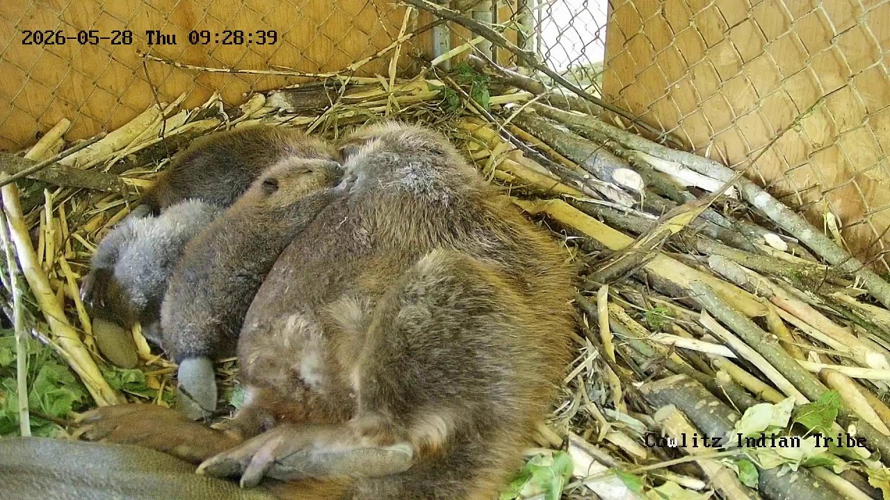 Cowlitz Beaver Kit Cam Live
