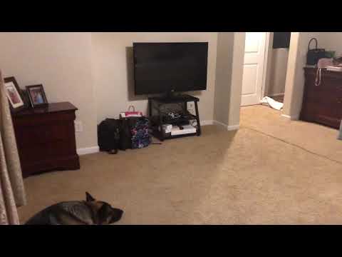 Dog Amazing Reaction to Magic Trick | must watch