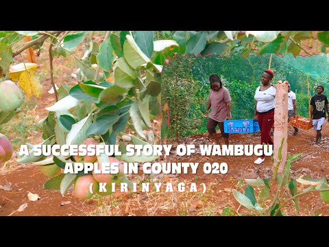 A SUCCESSFUL STORY OF WAMBUGU APPLES IN COUNTY 020(KIRINYAGA)
