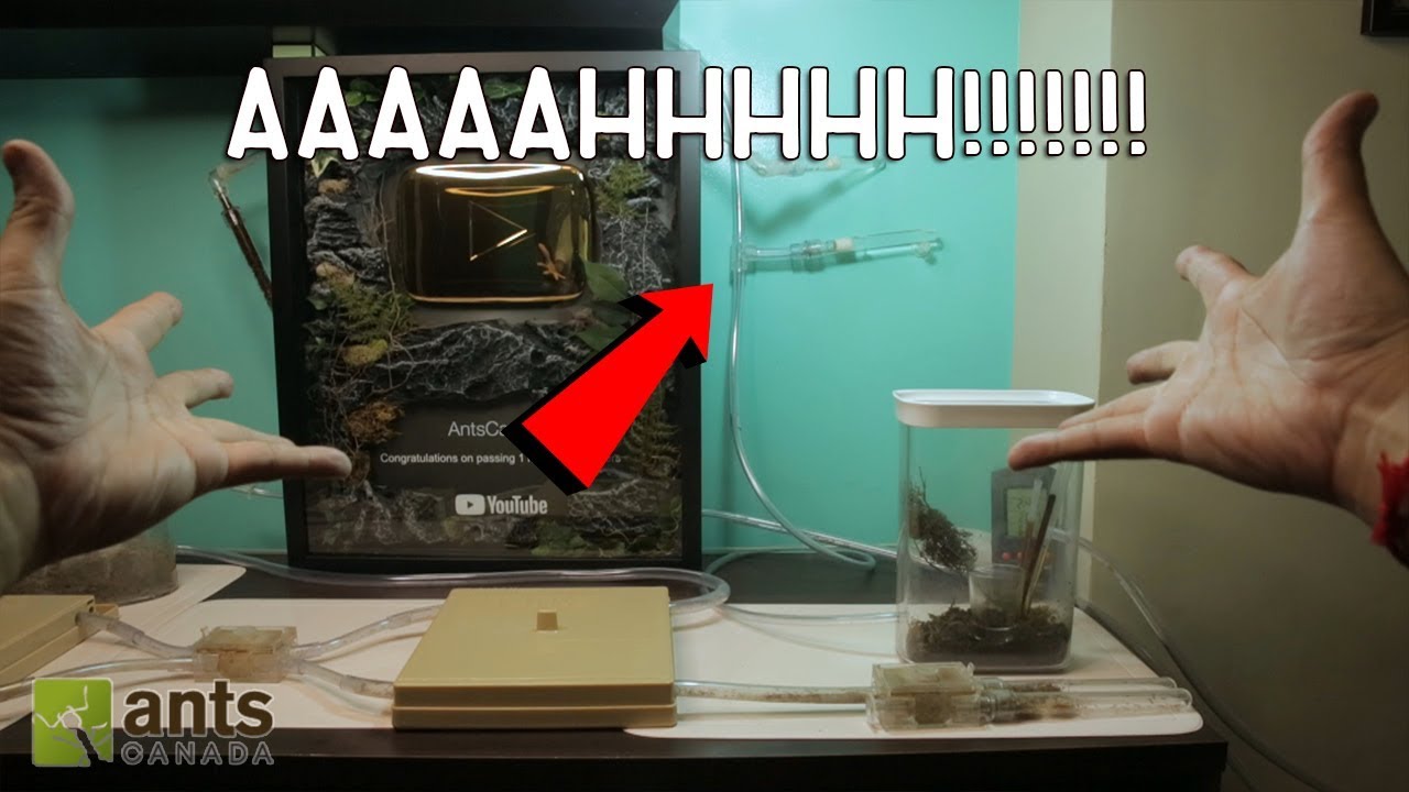 COMING BACK HOME TO ANT DISASTER! PLEASE HELP!