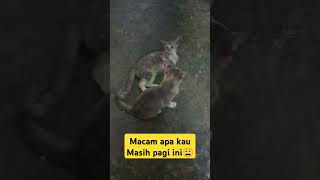 Download lagu Woiii masih pagi ini - Anak Kucing Part 33 #cat #catlover #funny #funnyshorts mp3 Download lagu Woiii masih pagi ini - Anak Kucing Part 33 #cat #catlover #funny #funnyshorts mp3