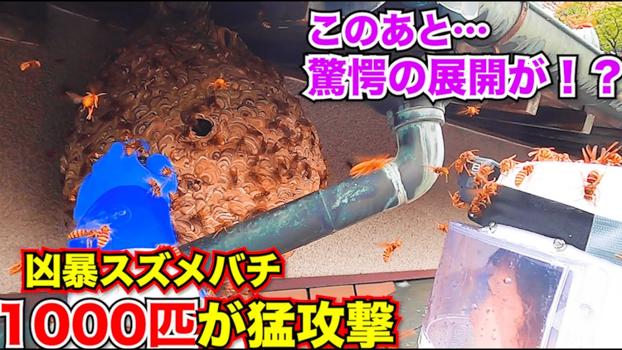 【閲覧注意】巨大巣から凶暴バチがウジャウジャ出てきた！新弟子が囲まれ…とんでもないことに！？