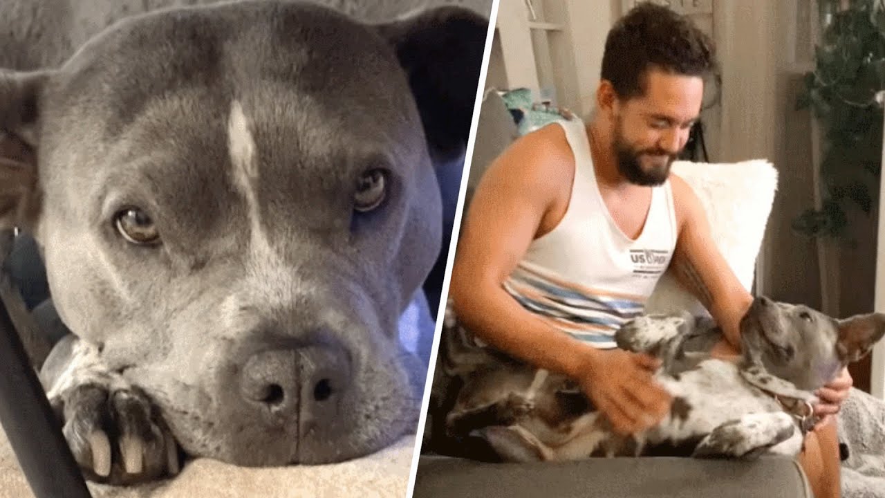 Reluctant man gets a dog because wife insisted. Now he's obsessed.