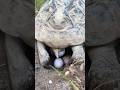 ANCIENT TORTOISE STILL LAYS EGGS Shorts