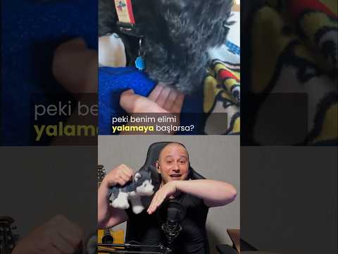 Neden Yalıyor? #köpekadam #köpek #köpekbedendili #kingdogacademy #dog #dogs #dogcommunication