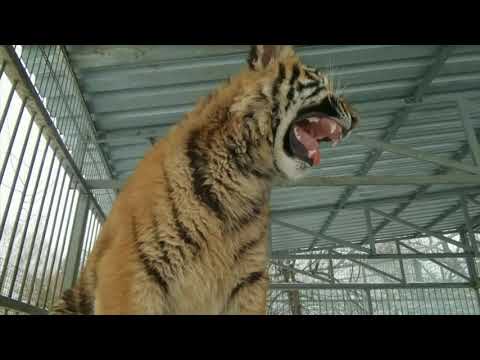 生後8ヶ月のトラがロシアの動物園で歌う (Eight-month-old tiger sings in Russian zoo)