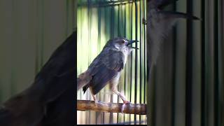 Download lagu cigun gacor #sarjanakicau #birds #cigun mp3