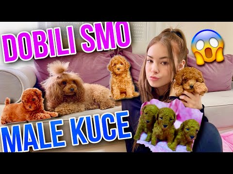 DOBILI SMO MALE KUCE! *Arijel Postala Mama*